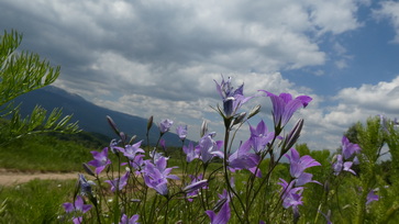 2021-06-05,Плана планина, България