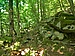 Image thumbnail